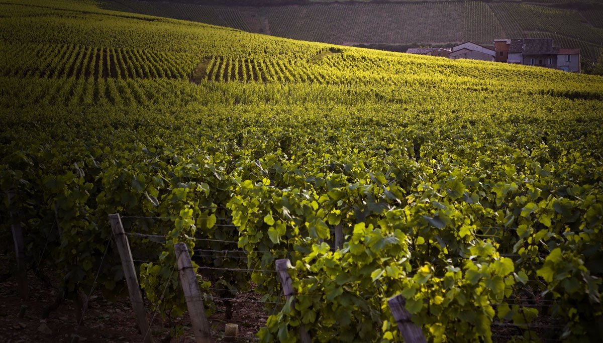 Gevrey Chambertin Total Wine And More 