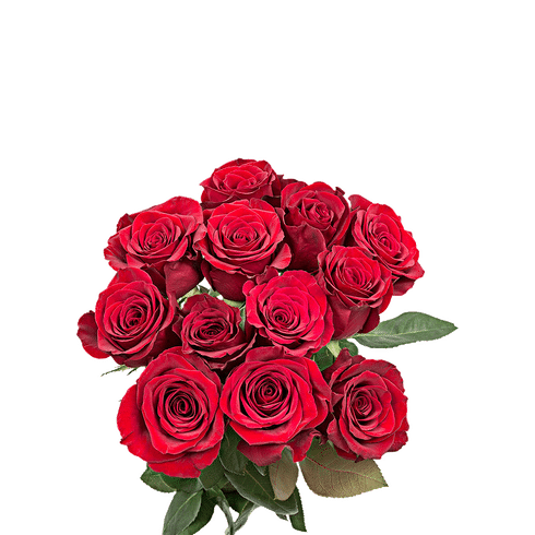 Fresh Dozen Red Roses | Total Wine & More