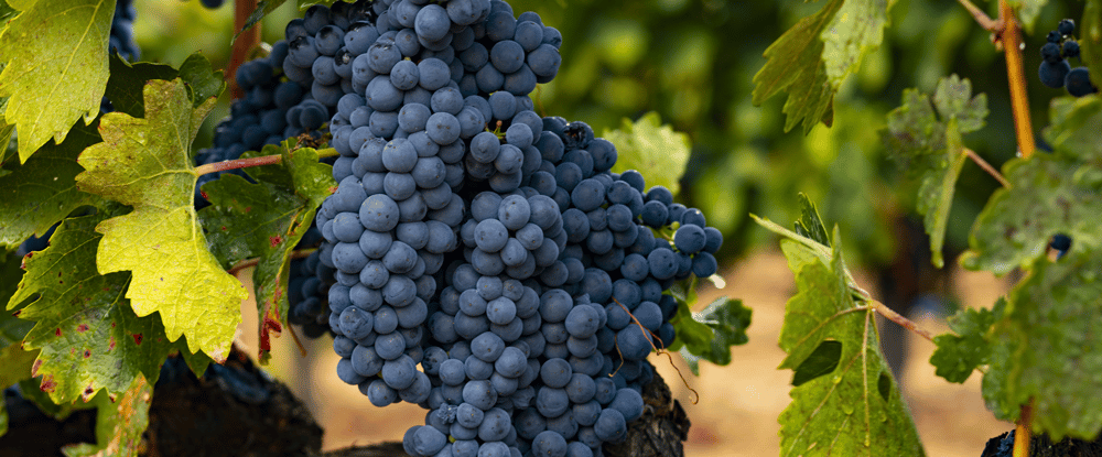 Tempranillo Wine - Taste, Region and Pairing Guide | Total Wine & More