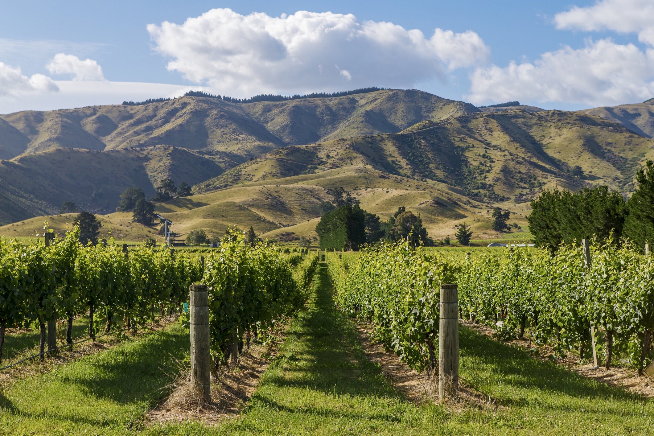 Marlborough New Zealand Wine | Total Wine & More