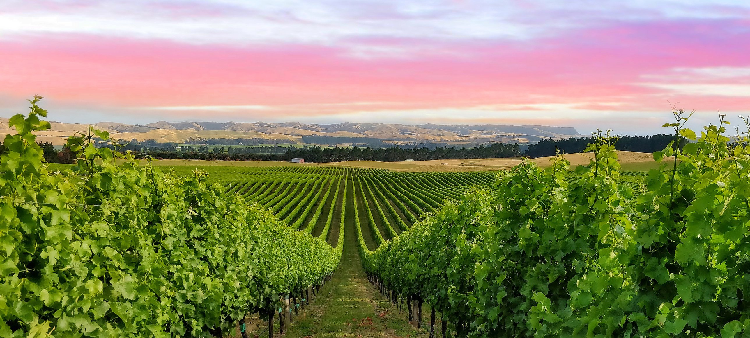 New Zealand Wine | Total Wine & More