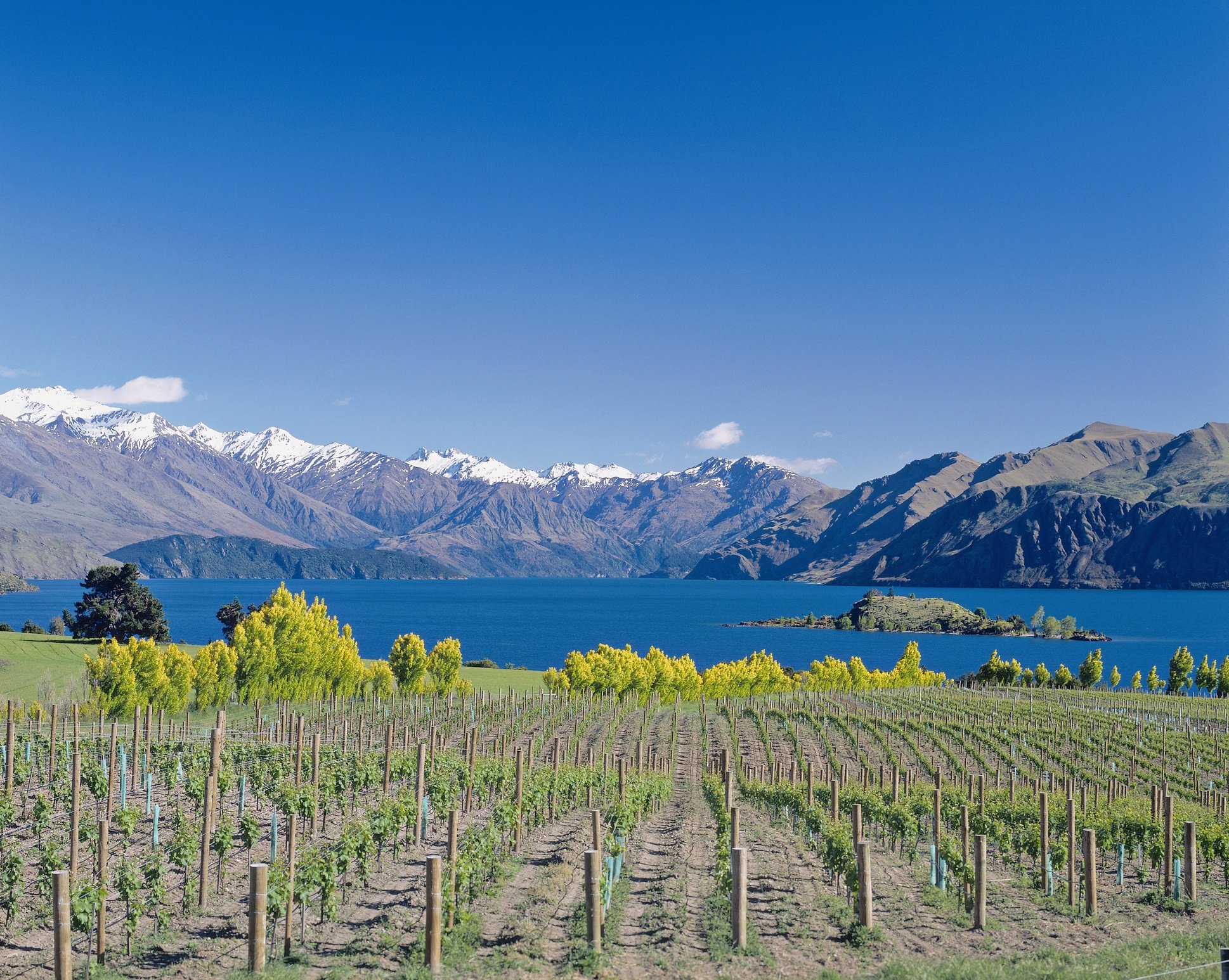 New Zealand's South Island Wine | Total Wine & More 